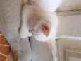 Sam