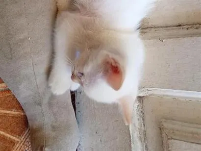Gato raça SRD-ViraLata idade Abaixo de 2 meses nome Sam