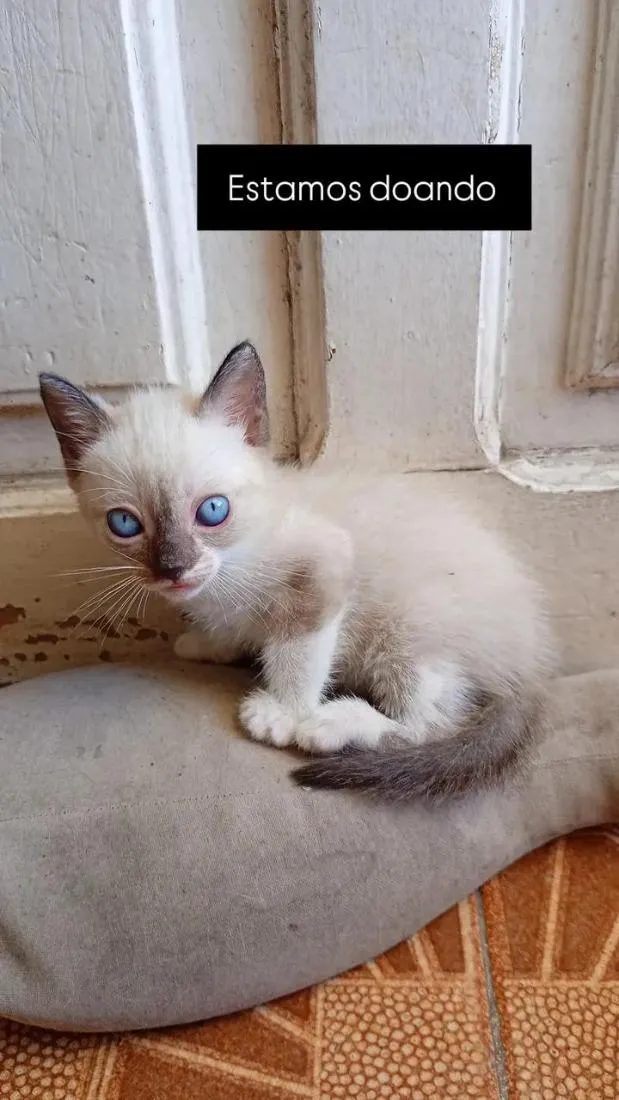 Gato raça SRD-ViraLata idade 2 a 6 meses nome preta