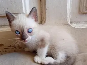 Gato raça SRD-ViraLata idade 2 a 6 meses nome preta