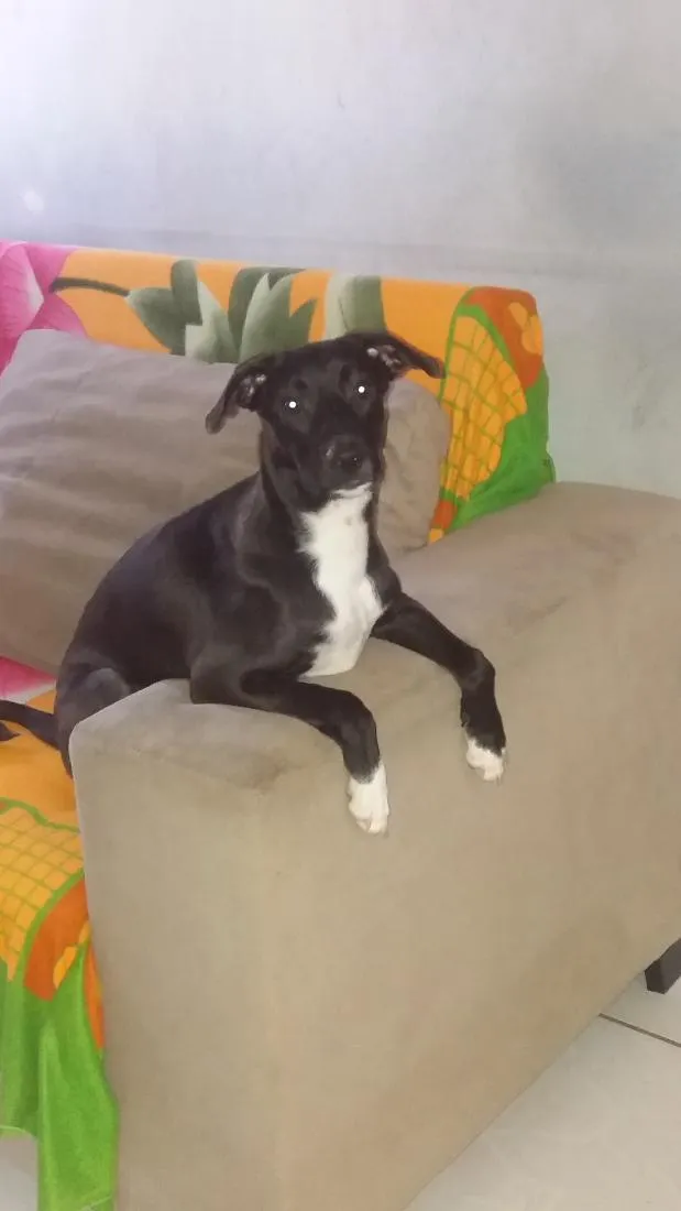 Cachorro raça SRD-ViraLata idade 6 ou mais anos nome Petter