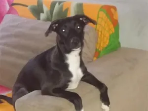 Cachorro raça SRD-ViraLata idade 6 ou mais anos nome Petter
