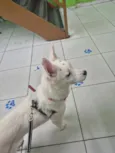 Maya