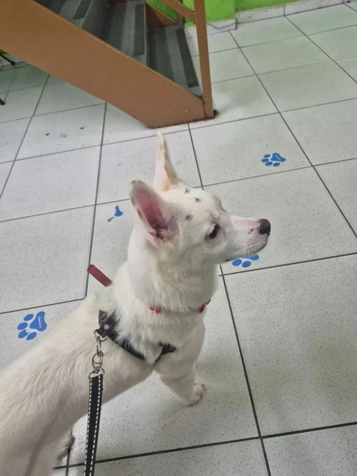 Cachorro raça SRD-ViraLata idade 7 a 11 meses nome Maya