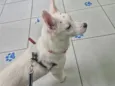 Maya