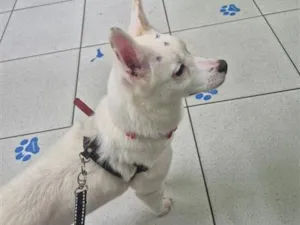 Cachorro raça SRD-ViraLata idade 7 a 11 meses nome Maya