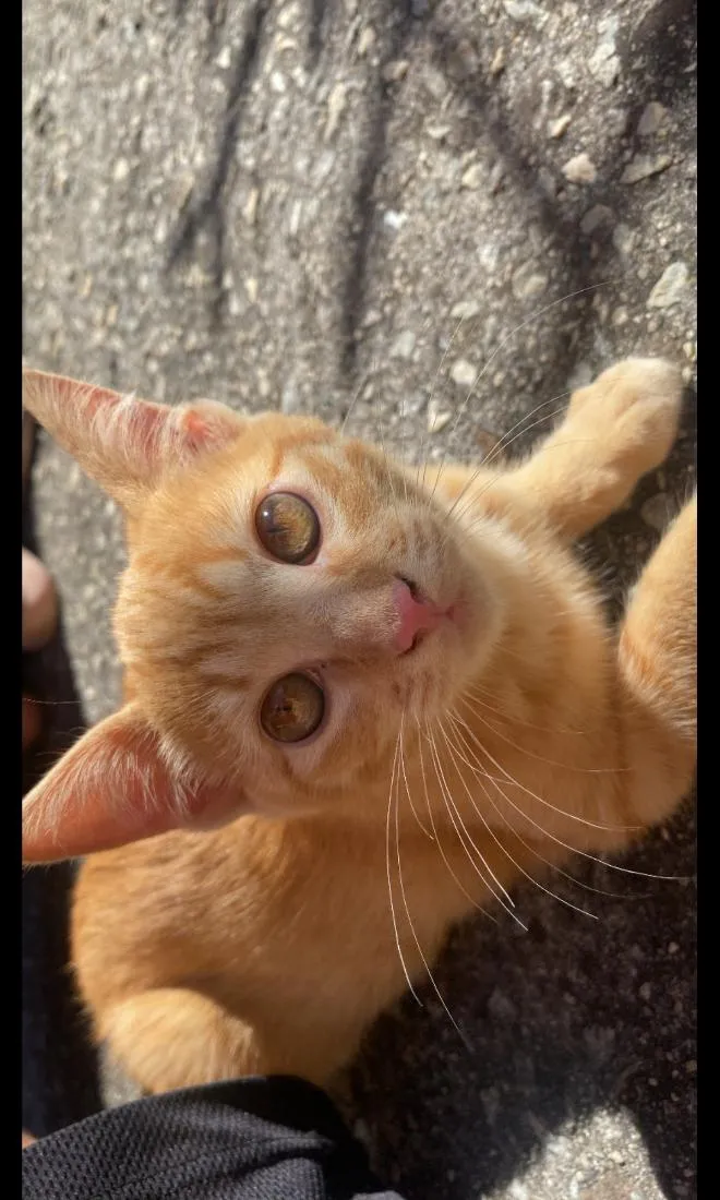 Gato raça SRD-ViraLata idade 7 a 11 meses nome Januário 
