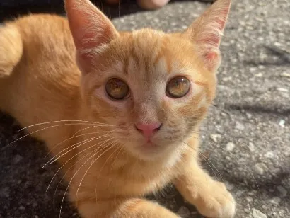 Gato raça SRD-ViraLata idade 7 a 11 meses nome Januário 