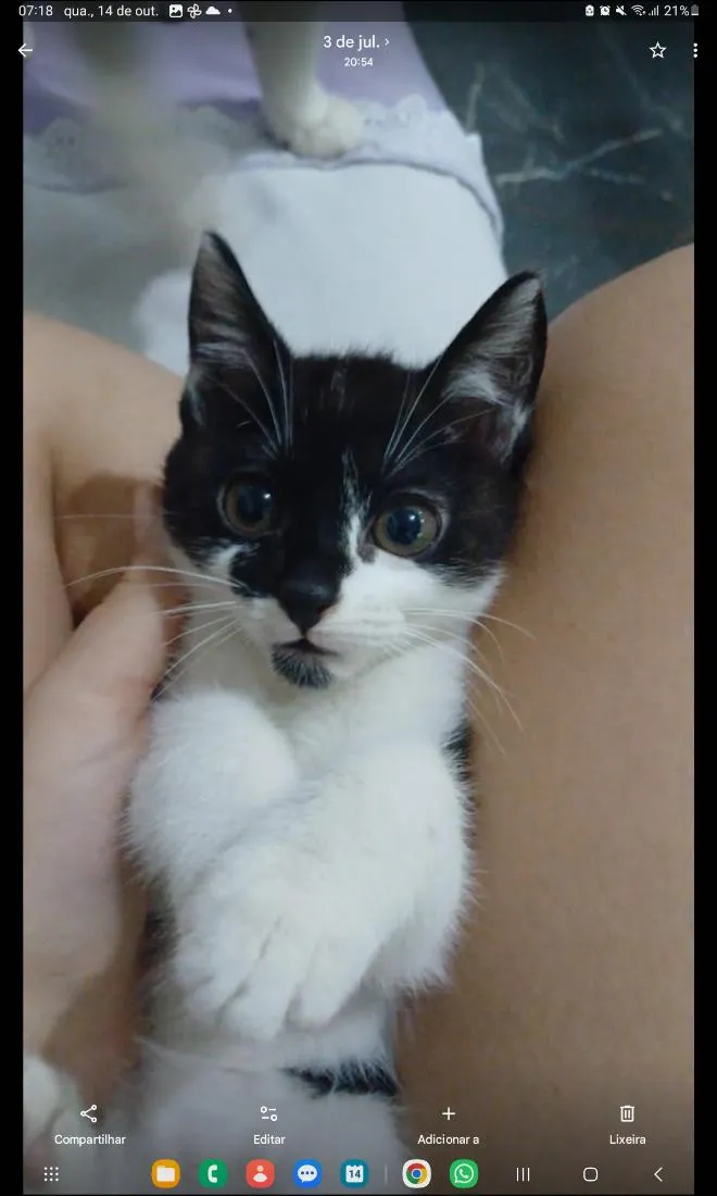 Gato raça SRD-ViraLata idade 2 a 6 meses nome Britney Spears
