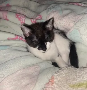 Gato raça SRD-ViraLata idade 2 a 6 meses nome Britney Spears