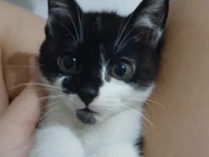 Gato raça SRD-ViraLata idade 2 a 6 meses nome Britney Spears