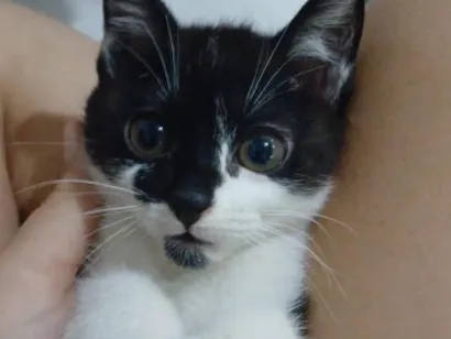 Gato raça SRD-ViraLata idade 2 a 6 meses nome Britney Spears
