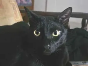 Gato raça SRD-ViraLata idade 2 anos nome Dio