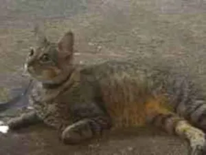 Gato raça SRD-ViraLata idade 2 anos nome S.N