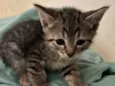 Gatinhos ????