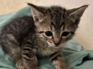 Gato raça SRD-ViraLata idade 2 a 6 meses nome Gatinhos ????