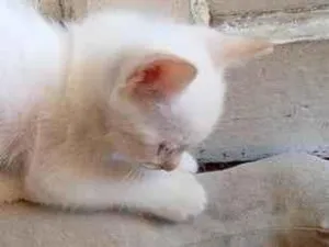Gato raça SRD-ViraLata idade Abaixo de 2 meses nome Sam