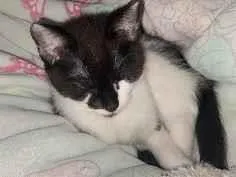 Gato raça SRD-ViraLata idade 2 a 6 meses nome Britney Spears