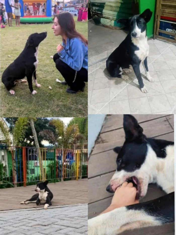 Cachorro raça SRD-ViraLata idade 1 ano nome Bob