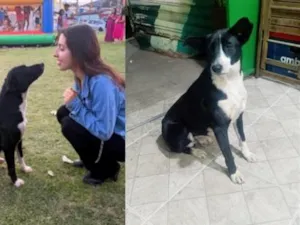 Cachorro raça SRD-ViraLata idade 1 ano nome Bob