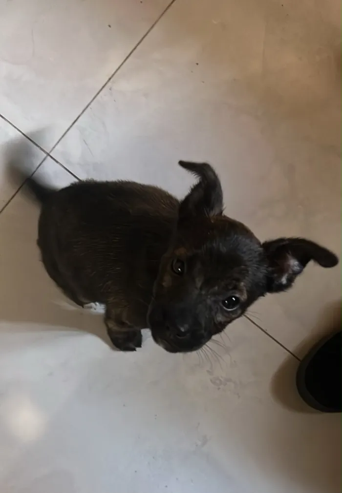 Cachorro raça SRD-ViraLata idade 2 a 6 meses nome Sem nome 