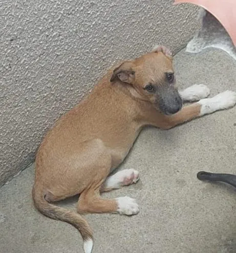 Cachorro raça SRD-ViraLata idade 2 a 6 meses nome Paçoca