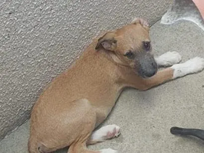 Cachorro raça SRD-ViraLata idade 2 a 6 meses nome Paçoca
