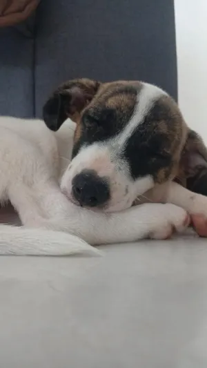 Cachorro raça SRD-ViraLata idade 2 a 6 meses nome Melanie