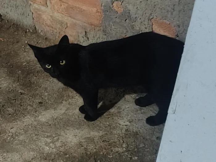 Gato raça SRD-ViraLata idade 7 a 11 meses nome Lola