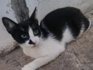 Gato raça SRD-ViraLata idade 7 a 11 meses nome Téo 