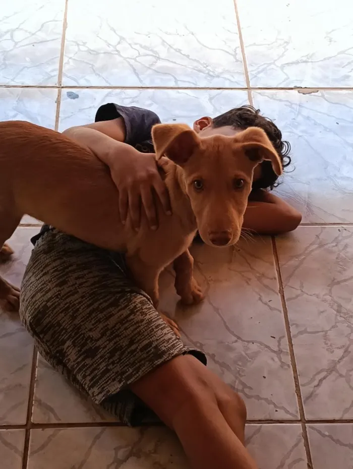 Cachorro raça SRD-ViraLata idade 2 a 6 meses nome Duke