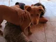 Duke