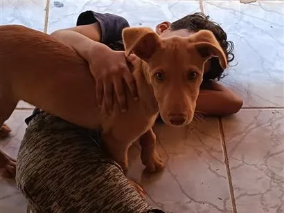 Cachorro raça SRD-ViraLata idade 2 a 6 meses nome Duke