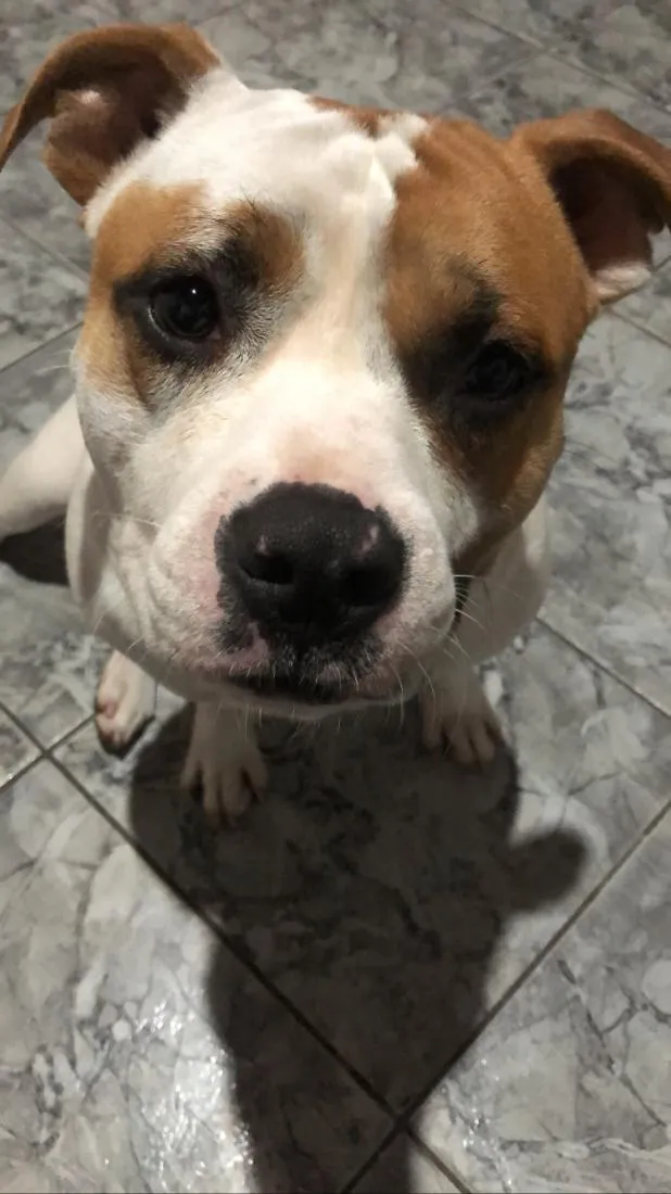 Cachorro raça SRD-ViraLata idade 2 anos nome Jack e Duque
