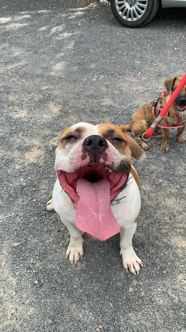 Cachorro raça SRD-ViraLata idade 2 anos nome Jack e Duque