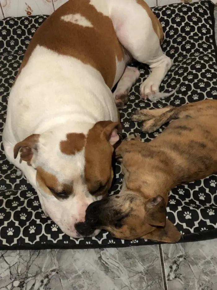 Cachorro raça SRD-ViraLata idade 2 anos nome Jack e Duque