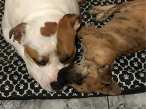 Cachorro raça SRD-ViraLata idade 2 anos nome Jack e Duque