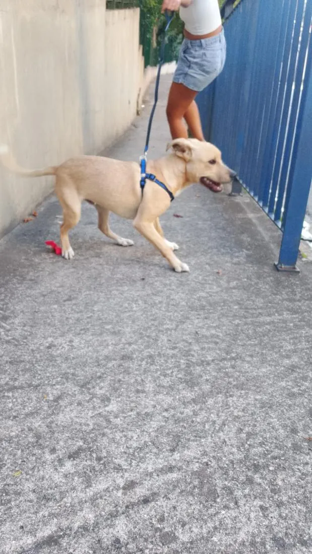 Cachorro raça SRD-ViraLata idade 7 a 11 meses nome Bili