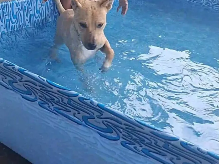 Cachorro raça SRD-ViraLata idade 7 a 11 meses nome Bili
