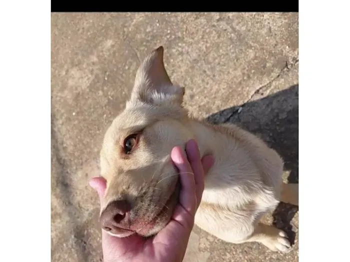 Cachorro raça Labrador idade 2 a 6 meses nome Bu