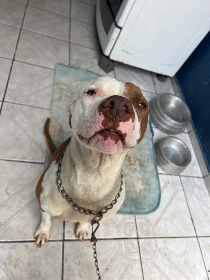 Cachorro raça Pit-Bull idade 3 anos nome Kiara