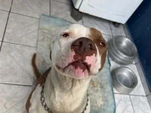 Cachorro raça Pit-Bull idade 3 anos nome Kiara