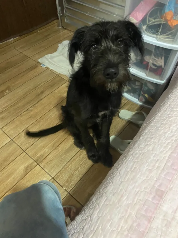 Cachorro raça SRD-ViraLata idade 7 a 11 meses nome Beethoven