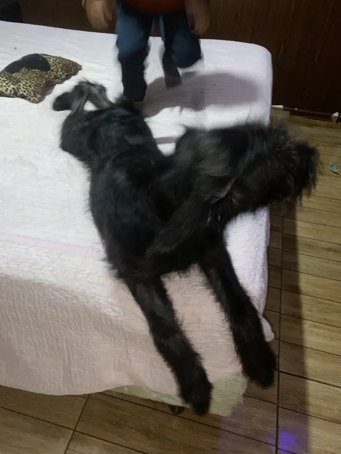 Cachorro raça SRD-ViraLata idade 7 a 11 meses nome Beethoven