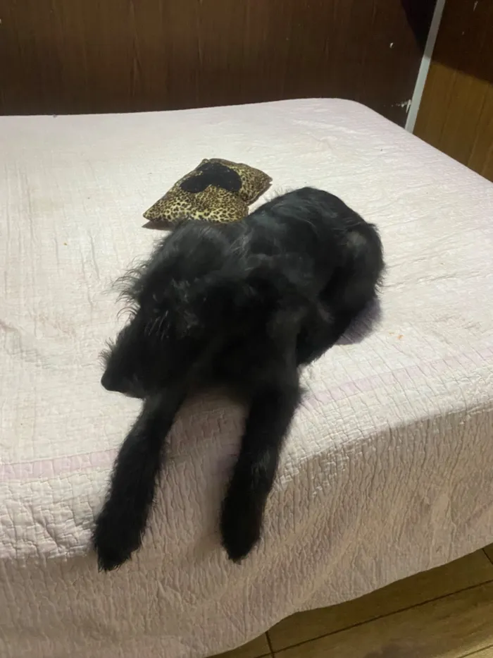 Cachorro raça SRD-ViraLata idade 7 a 11 meses nome Beethoven