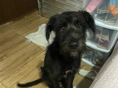 Cachorro raça SRD-ViraLata idade 7 a 11 meses nome Beethoven