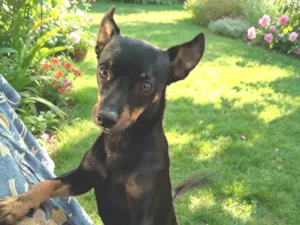 Cachorro raça SRD-ViraLata idade 3 anos nome Nino