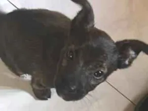 Cachorro raça SRD-ViraLata idade 2 a 6 meses nome Sem nome 