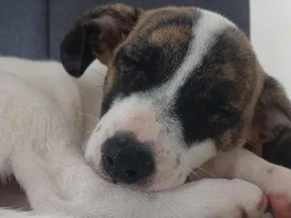 Cachorro raça SRD-ViraLata idade 2 a 6 meses nome Melanie