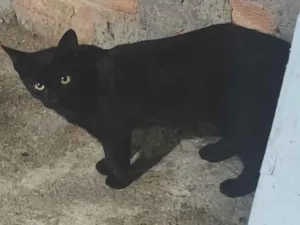 Gato raça SRD-ViraLata idade 7 a 11 meses nome Lola